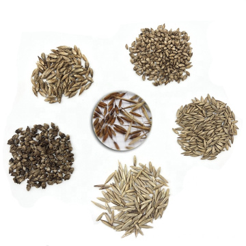 Yunnan Bamboo Seeds Sample Package for New Customer